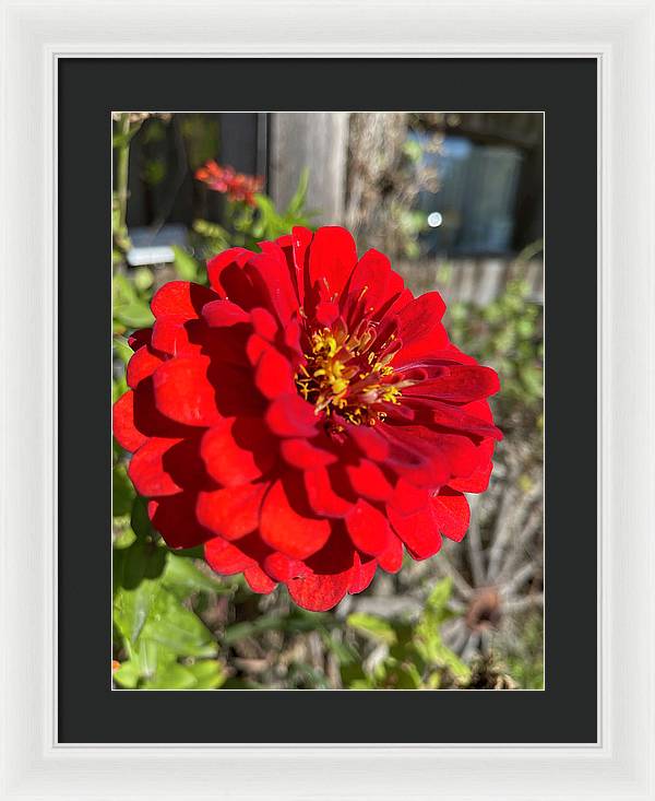 Red Flower In Autumn - Framed Print