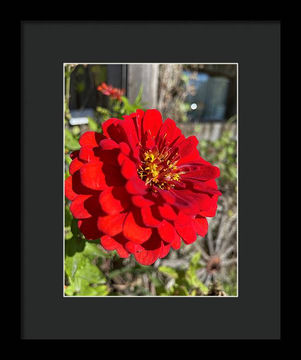 Red Flower In Autumn - Framed Print
