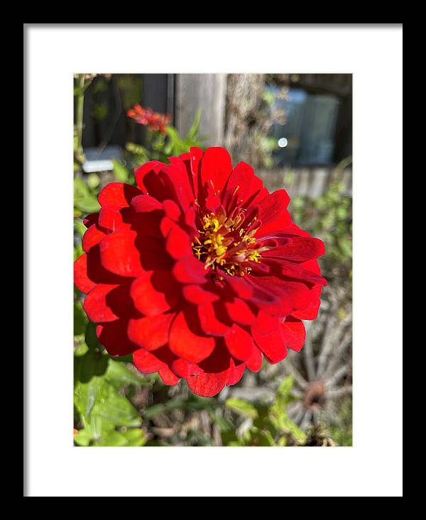 Red Flower In Autumn - Framed Print