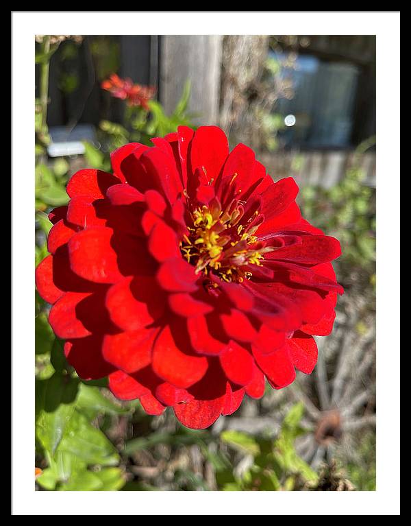 Red Flower In Autumn - Framed Print