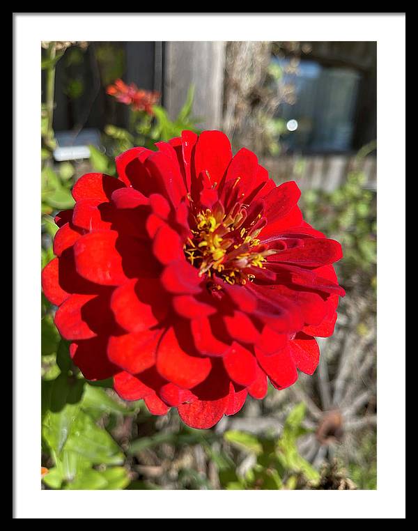 Red Flower In Autumn - Framed Print