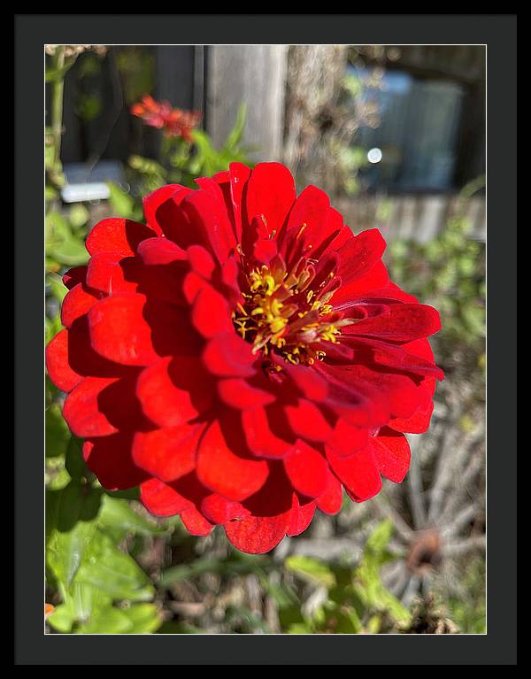 Red Flower In Autumn - Framed Print