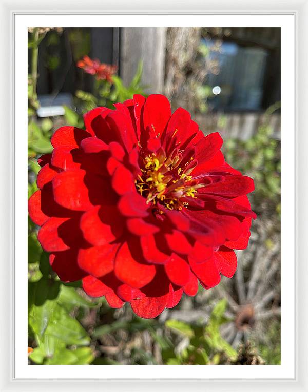Red Flower In Autumn - Framed Print