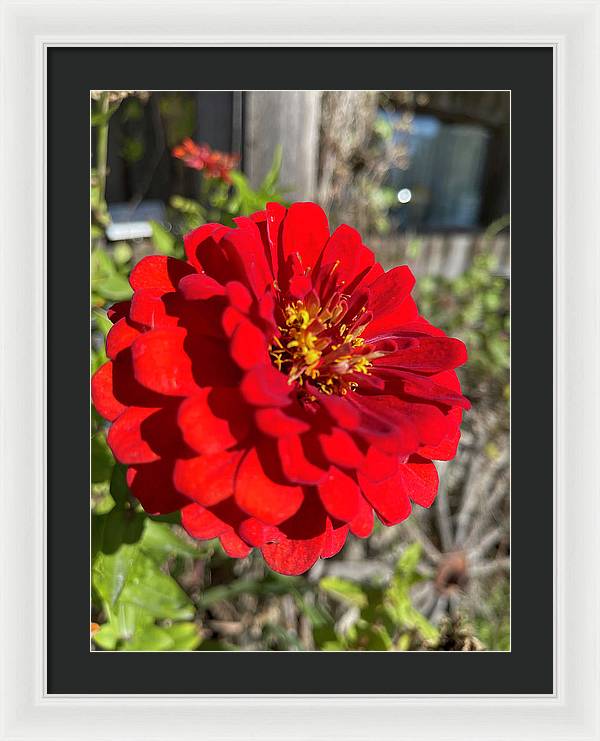 Red Flower In Autumn - Framed Print