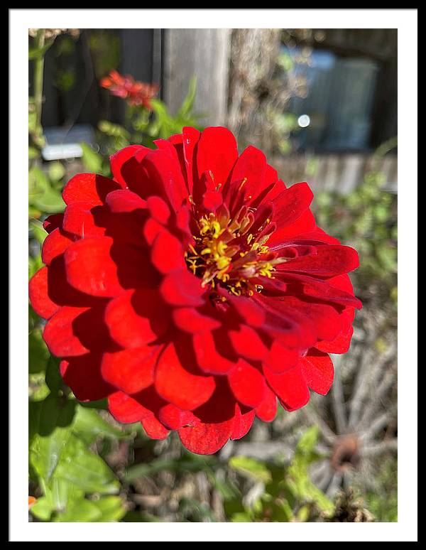Red Flower In Autumn - Framed Print