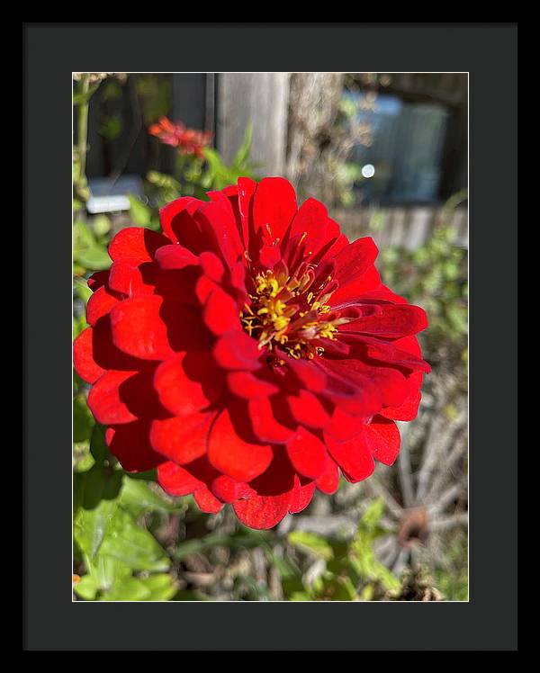 Red Flower In Autumn - Framed Print