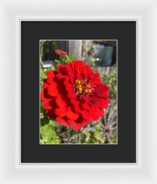 Red Flower In Autumn - Framed Print