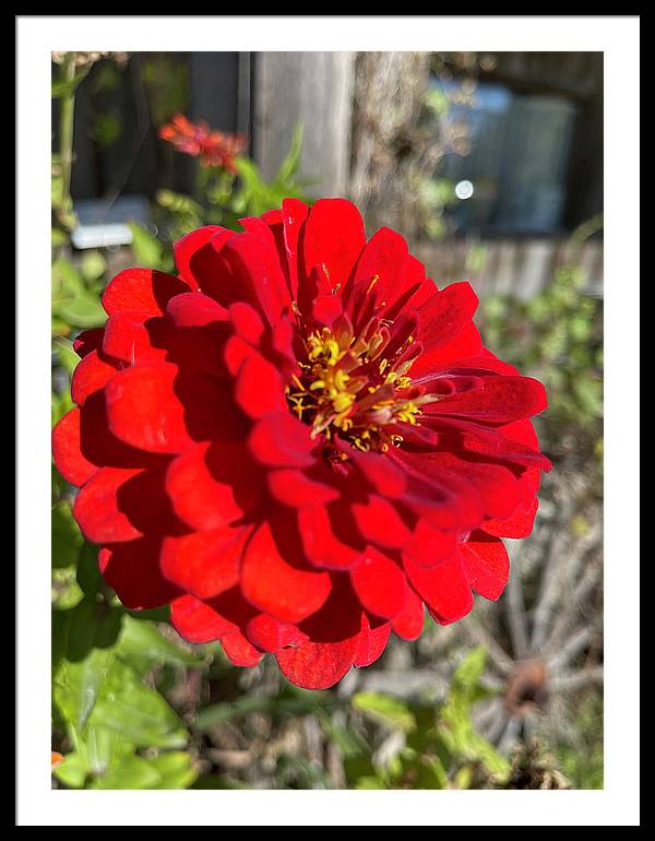 Red Flower In Autumn - Framed Print