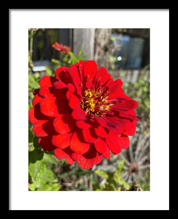 Red Flower In Autumn - Framed Print