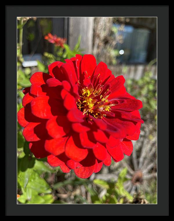 Red Flower In Autumn - Framed Print