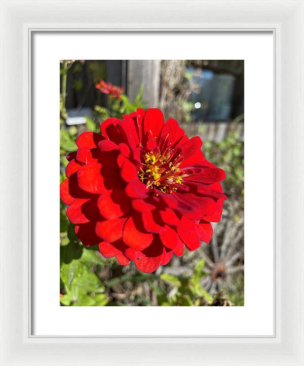 Red Flower In Autumn - Framed Print