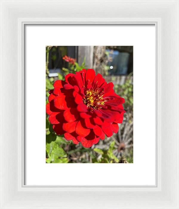 Red Flower In Autumn - Framed Print