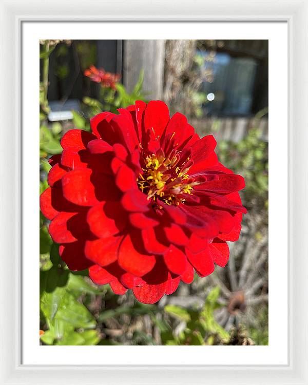 Red Flower In Autumn - Framed Print