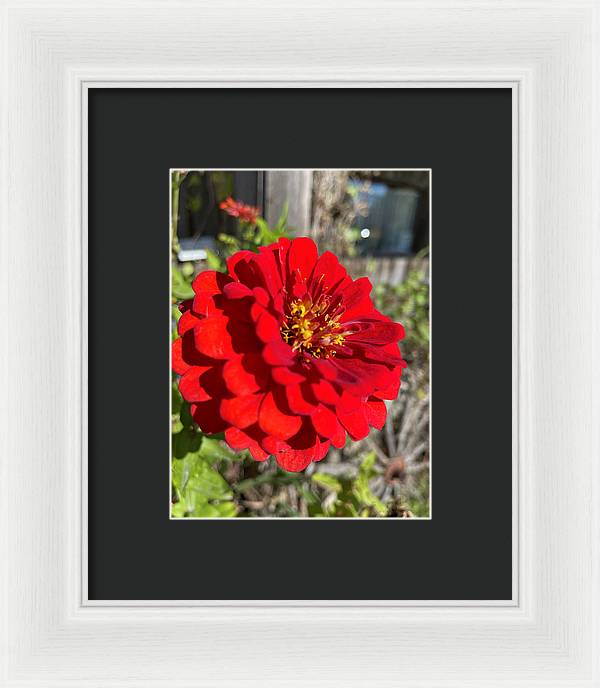 Red Flower In Autumn - Framed Print