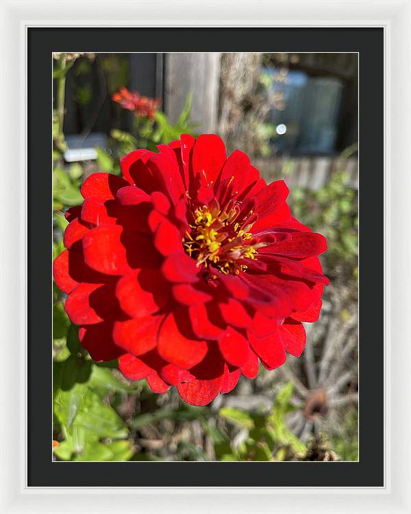 Red Flower In Autumn - Framed Print