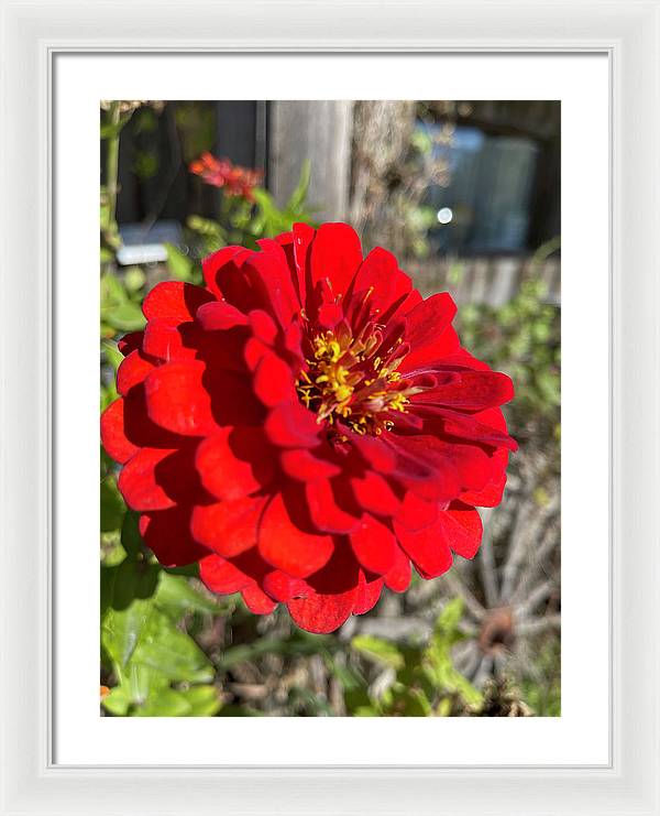 Red Flower In Autumn - Framed Print