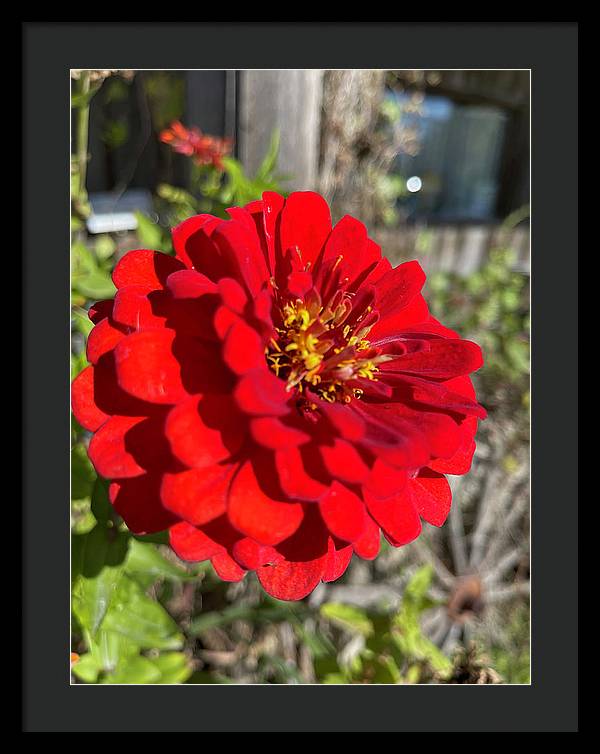 Red Flower In Autumn - Framed Print