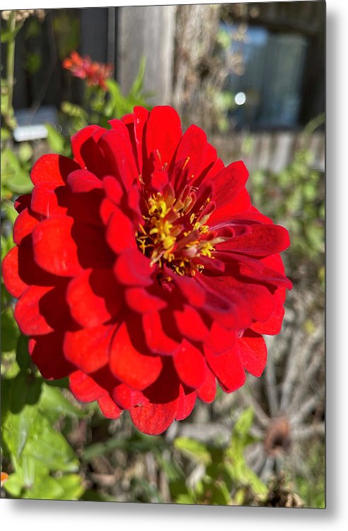 Red Flower In Autumn - Metal Print