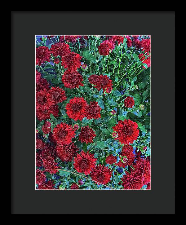 Red Mums - Framed Print