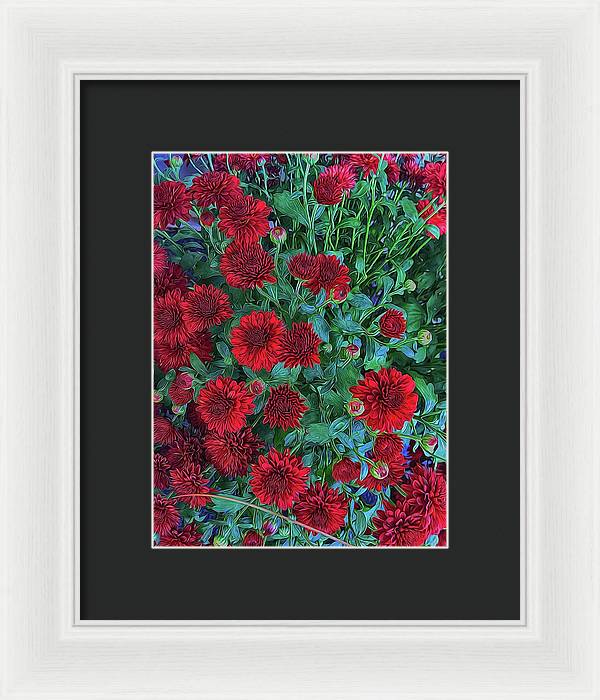 Red Mums - Framed Print
