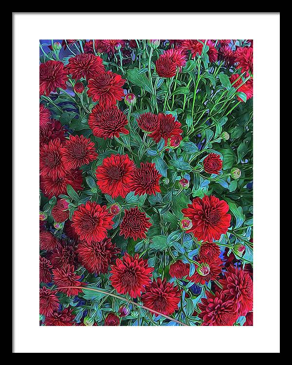 Red Mums - Framed Print