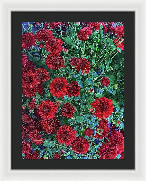 Red Mums - Framed Print