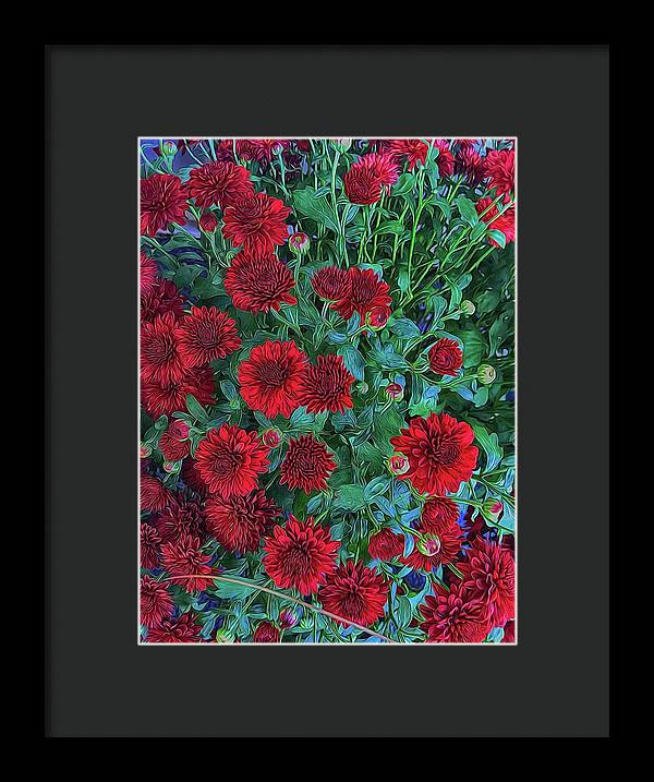 Red Mums - Framed Print