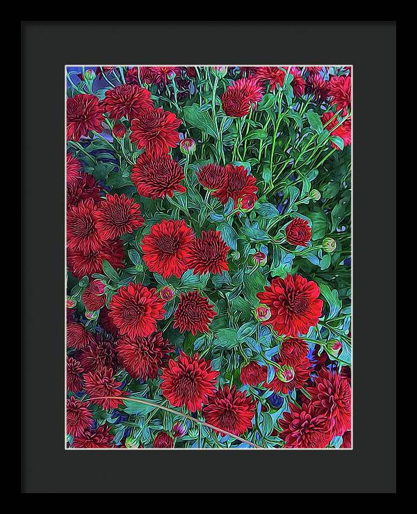 Red Mums - Framed Print