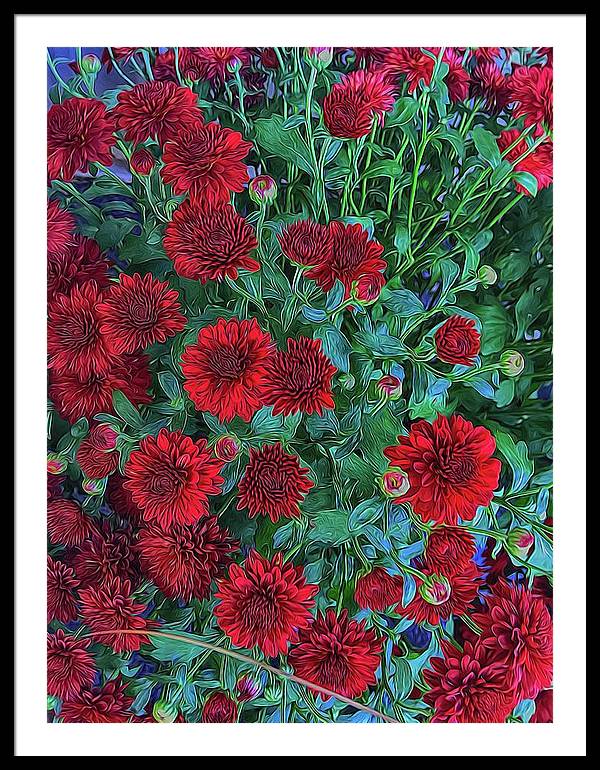 Red Mums - Framed Print