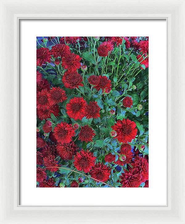 Red Mums - Framed Print