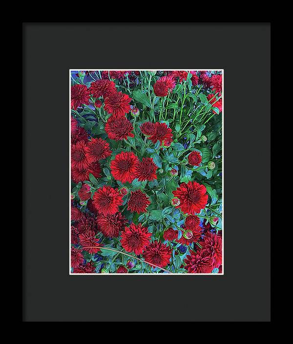 Red Mums - Framed Print