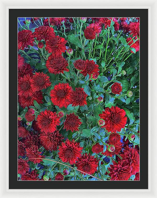 Red Mums - Framed Print