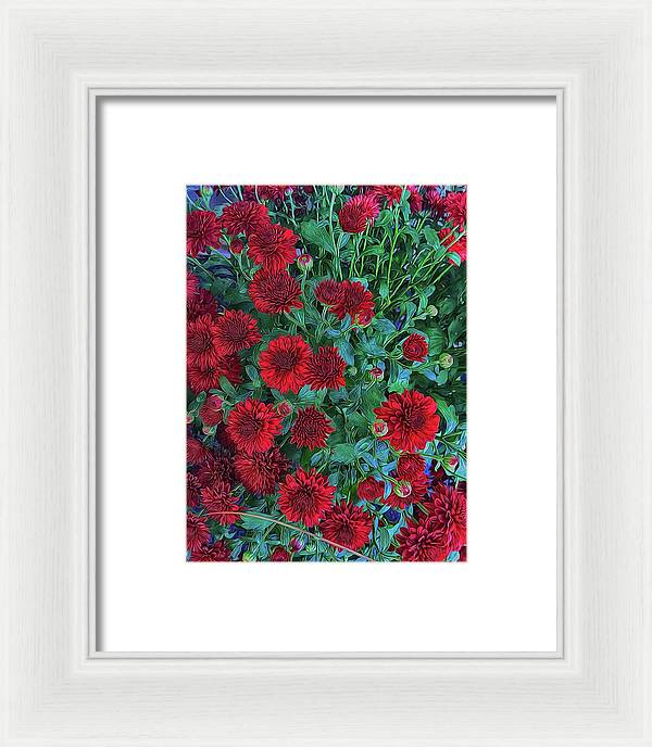 Red Mums - Framed Print