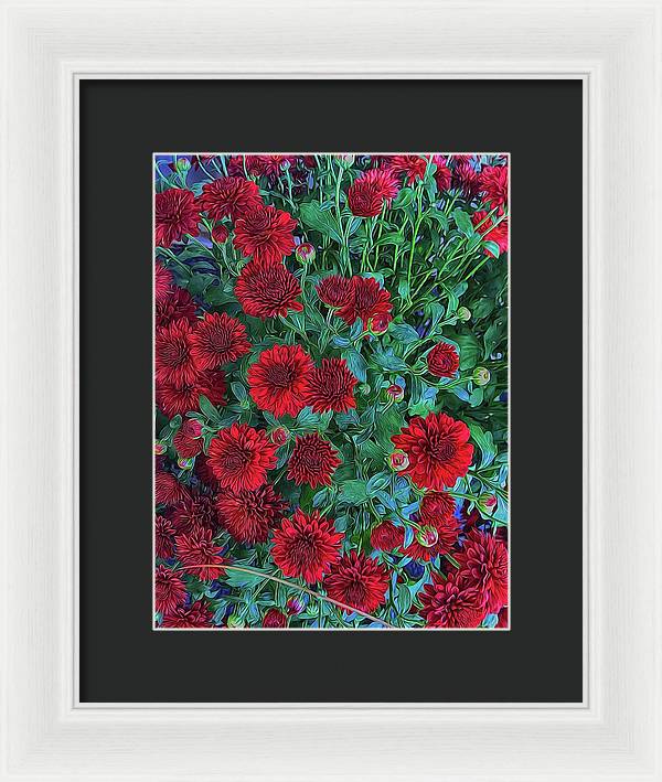 Red Mums - Framed Print