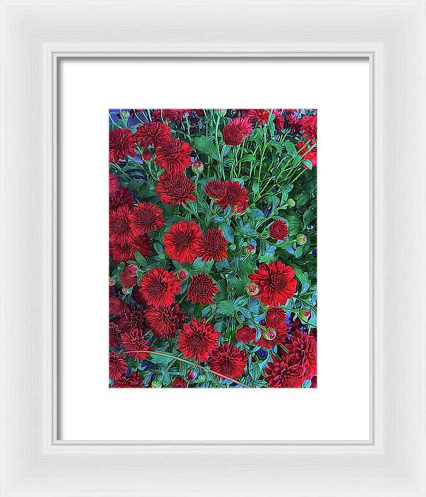 Red Mums - Framed Print