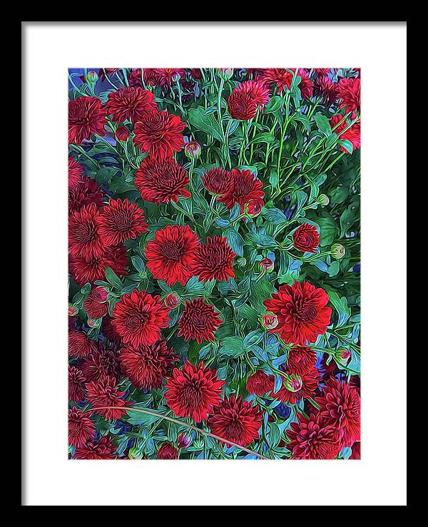 Red Mums - Framed Print