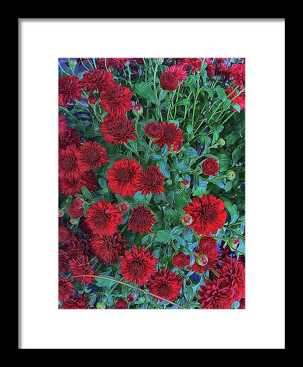 Red Mums - Framed Print