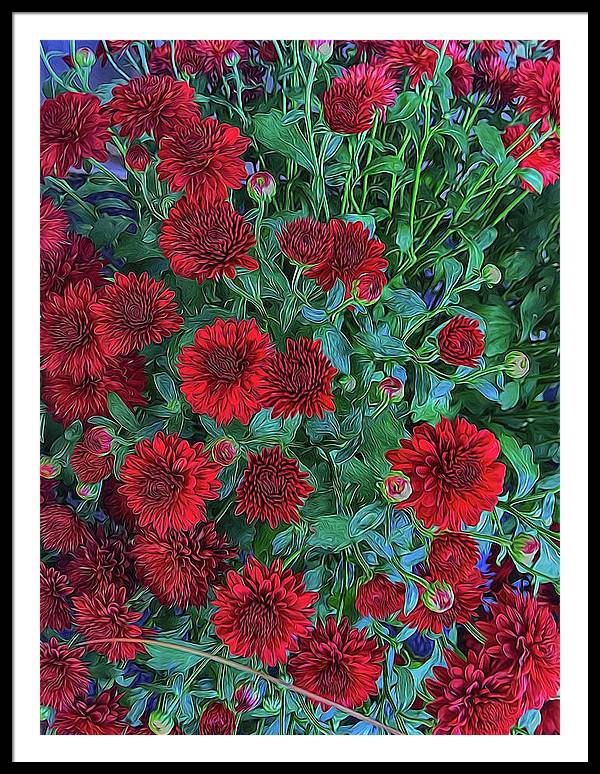 Red Mums - Framed Print