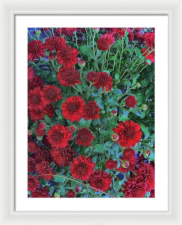 Red Mums - Framed Print