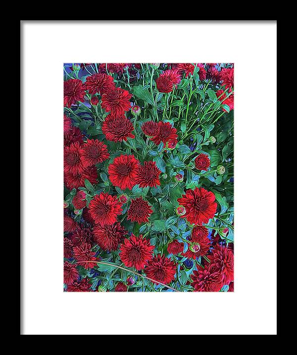 Red Mums - Framed Print