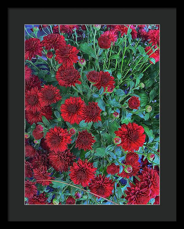 Red Mums - Framed Print