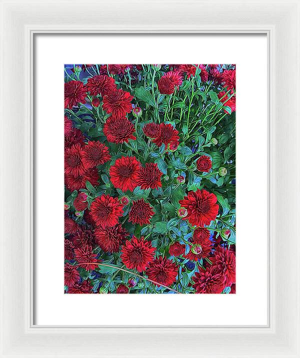 Red Mums - Framed Print