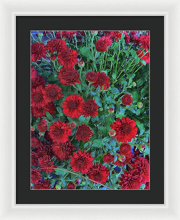 Red Mums - Framed Print