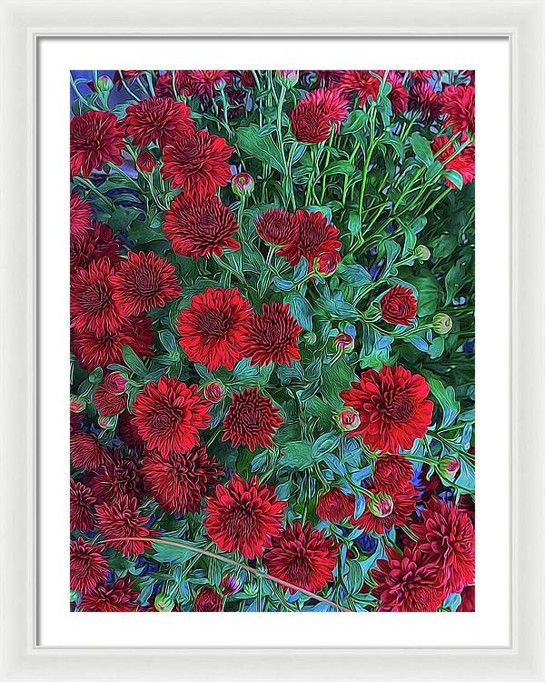 Red Mums - Framed Print
