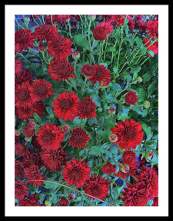 Red Mums - Framed Print