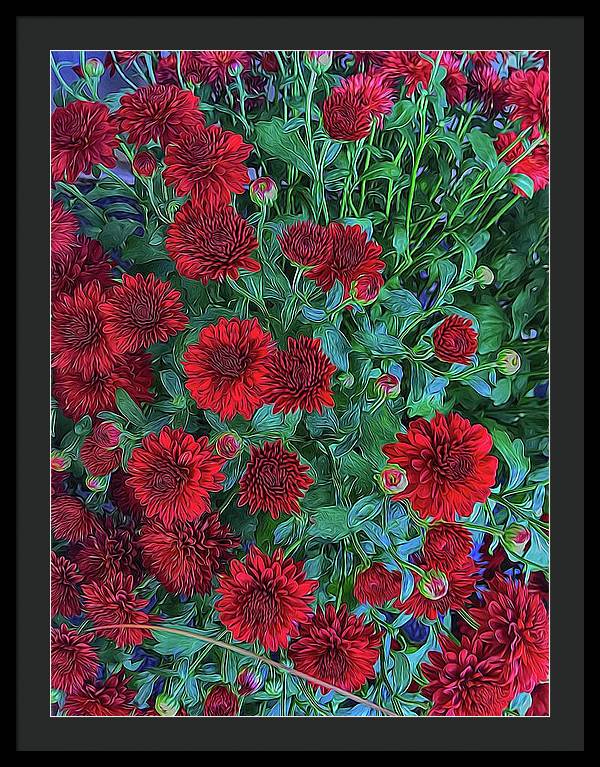 Red Mums - Framed Print