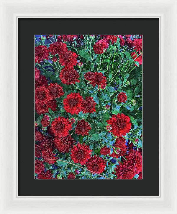 Red Mums - Framed Print