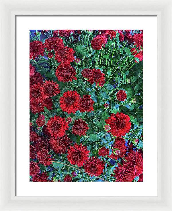 Red Mums - Framed Print