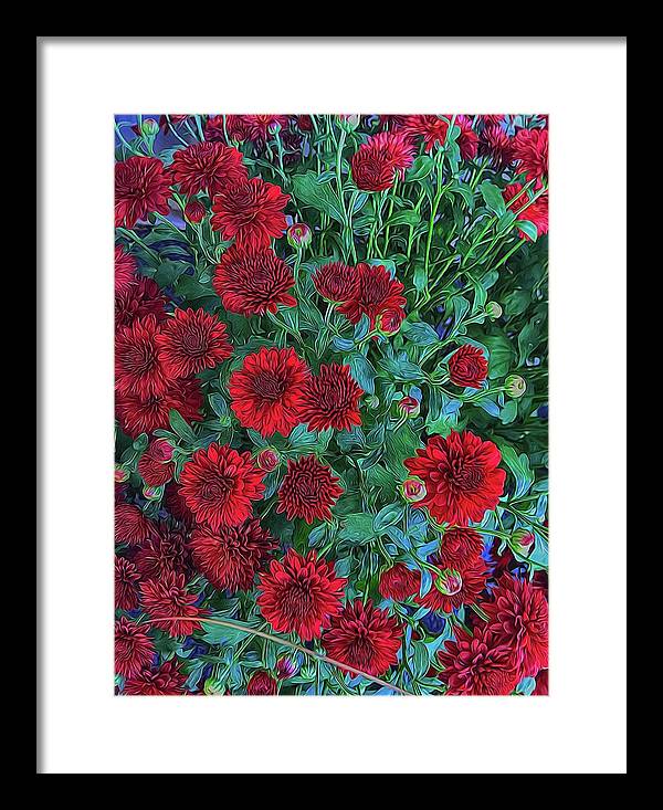 Red Mums - Framed Print