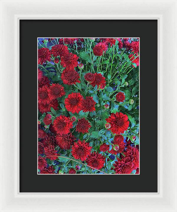 Red Mums - Framed Print